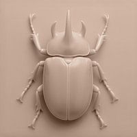 Beetle on Taupe
