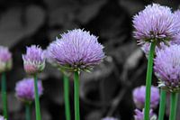 Chive