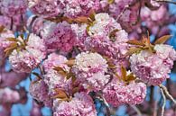 Rosa Frühlingsblüten Ich genieße Ihre schönen Farben von Jolanda de Jong-Jansen Miniaturansicht