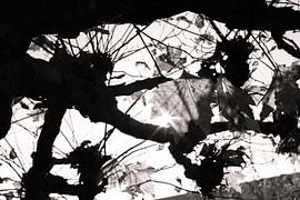 The sun warming autumn by Klein geluk