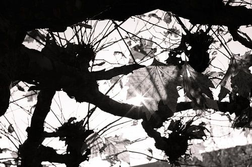 The sun warming autumn