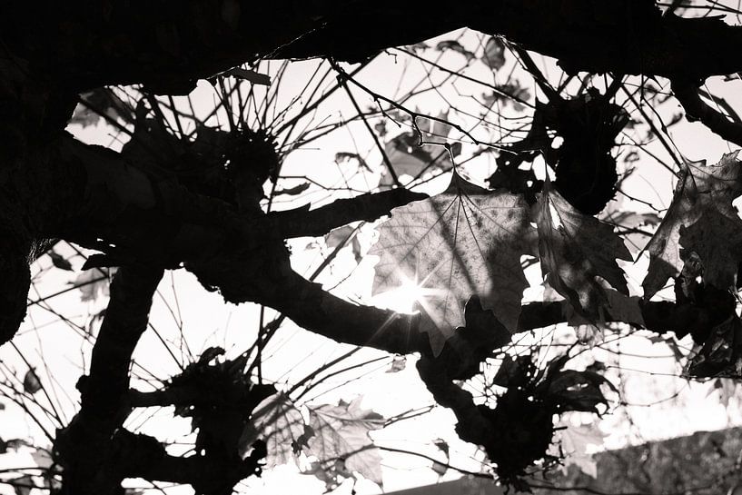 Le soleil réchauffe l'automne par Klein geluk