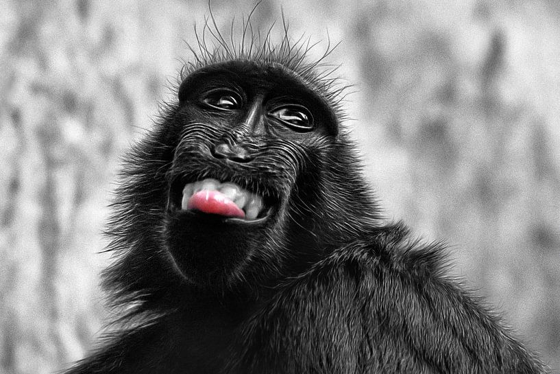 Crested macaque monkey with protruding tongue by Chi