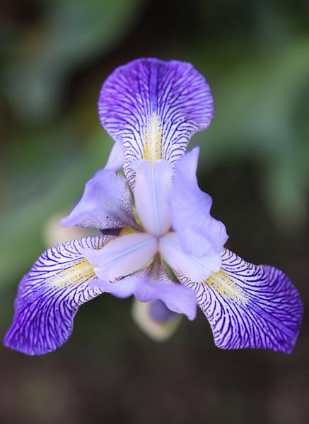 Iris II van Iris Volkmar