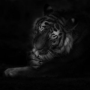 Le tigre lave sa griffe sur Ruud Peters