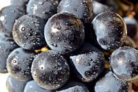 Blue grapes after a rain