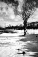 Un saule dans la neige