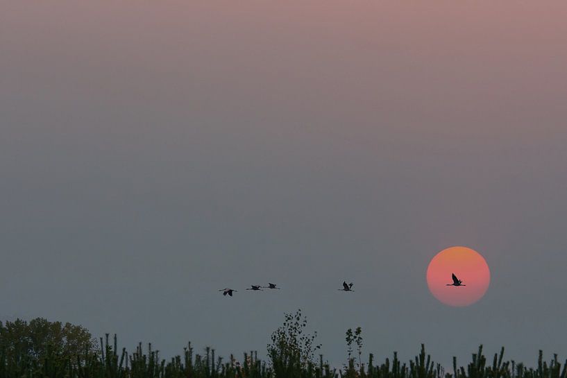 Cranes fly over a forest by Martin Köbsch