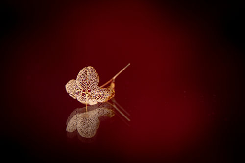 Autumn lace in burgundy