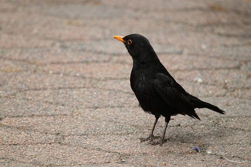 Vogel zwarte merel (mannetje)