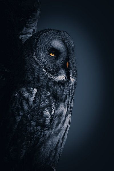 Beautiful Lapland Owl by Angelique Morees