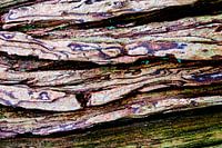 Abstract boomschors horizontaal