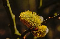 Wilgenkatjes macro