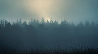 Nebliger Wald