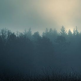 Foggy forest by Johan Rosema Fotografie