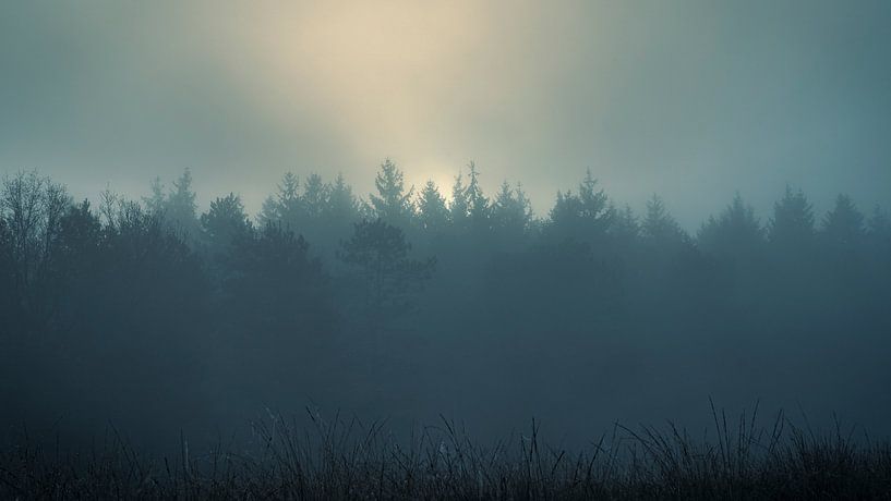 Nebliger Wald von Johan Rosema Fotografie
