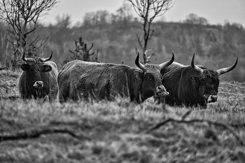Highland cattle on a meadow, in black and white