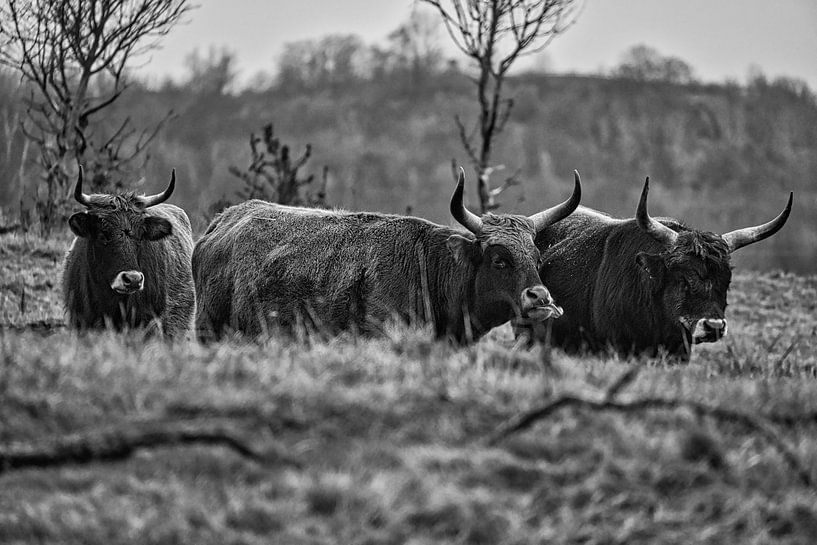 Hooglanders op een weide, in zwart-wit van Martin Köbsch