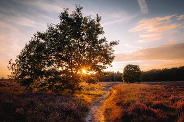 Zonsondergang boven de bloeiende paarse hei in Brabant van Kirsten - Where She Goes