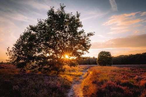 Zonsondergang boven de bloeiende paarse hei in Brabant