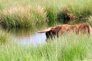 Scottish Highland Kuh sucht nach Verkühlung