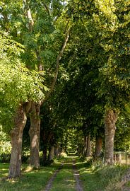Allee der Bäume auf Rügen, Deutschland von Adelheid Smitt
