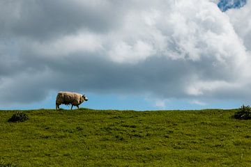 Moutons sur la digue sur Marjolijn Maljaars