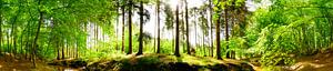 Wunderschöne Szene in der Natur