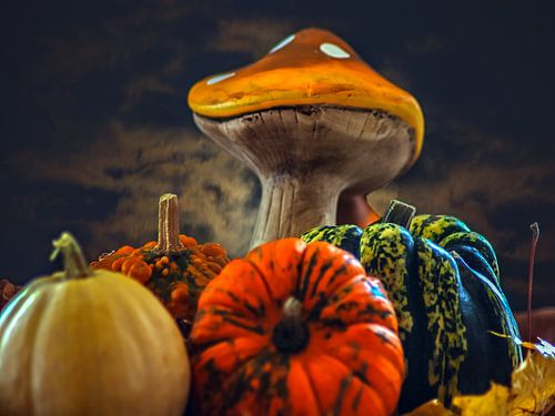 CONCEPT AUTOMNE : DES CITROUILLES EN OCTOBRE