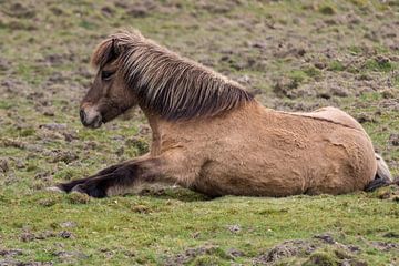 Brown horse lies in the grass by whmpictures .com