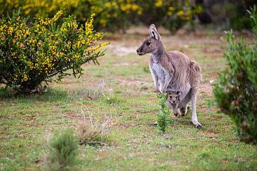 Kangoeroe met jong in Australië van Thomas van der Willik