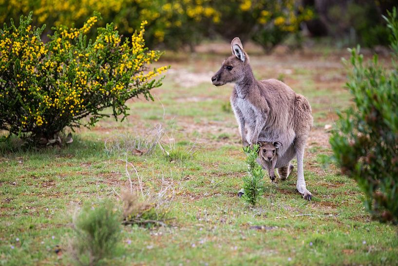 Kangaroo with young in Australia by Thomas van der Willik
