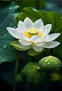 White Lotus by Lae thumbnail