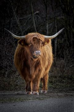 Schotse hooglander in Scheveningen van Merle van Faassen
