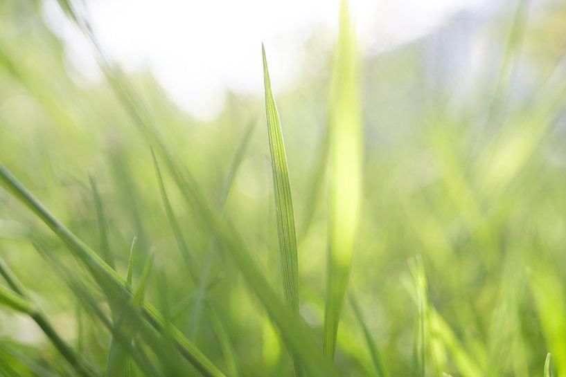 Gras by Marco van den Arend