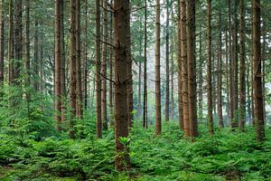 Waldpanorama im Sommer auf Gut Zonheuvel Doorn - Utrechtse Heuvelrug