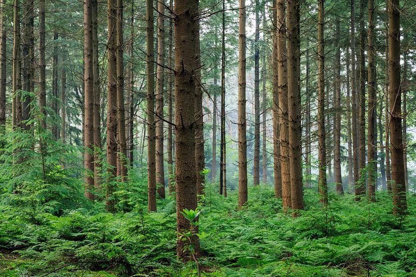 Forest panorama in summer on Zonheuvel Estate Doorn - Utrechtse Heuvelrug by Sjaak den Breeje