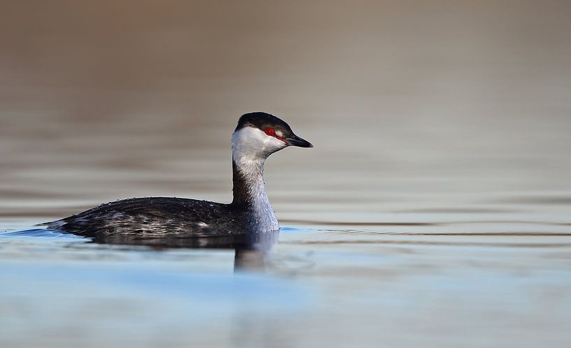 Kuifduiker in ochtendlicht by Michel de Beer