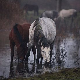 Wilde paarden van antonvanbeek.nl