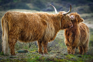 Schottischer Highlander mit Jugendlichen