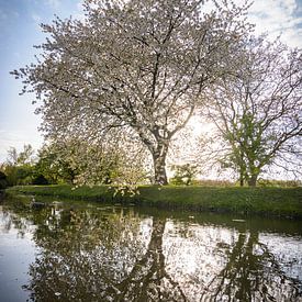 Een kleurige  boom vol bloesem in de lente van Michel Geluk
