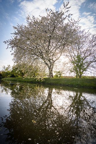 Un arbre coloré et fleuri au printemps sur Michel Geluk