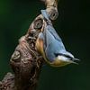 Nuthatch sur Vincent Willems