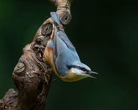 Nuthatch by Vincent Willems