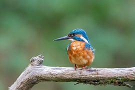Eisvogel (Alcedo atthis) von Dirk Rüter