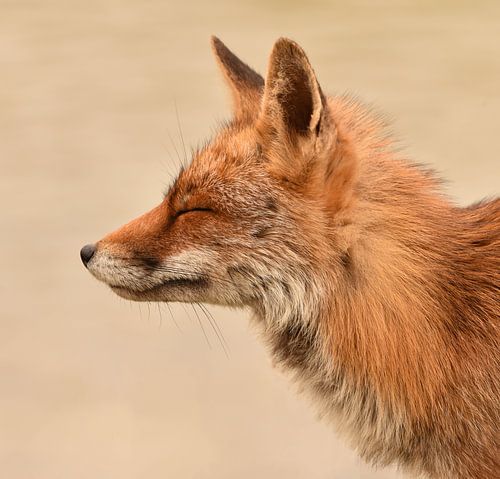 Relaxed little fox with eyes closed