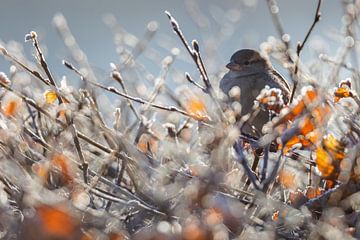 Cute little sparrow by Daniela Beyer