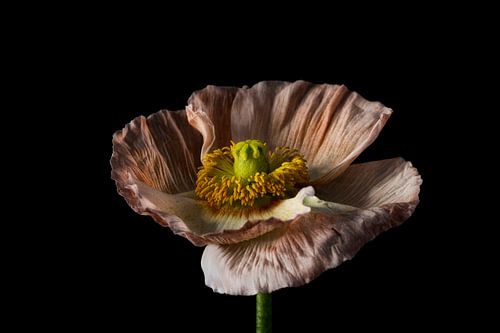 Kleurrijke bloem met zwarte achtergrond landschap