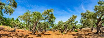 Olivenbaum Plantage mit blauen sonnigen Himmel Hintergrund von Alex Winter