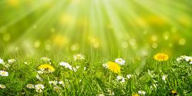 wilde blumenwiese von Dörte Bannasch